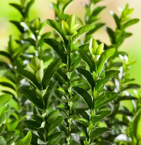 Euonymus jap. 'Microphyllus'