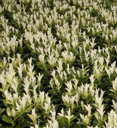 Euonymus jap. 'Paloma Blanca'