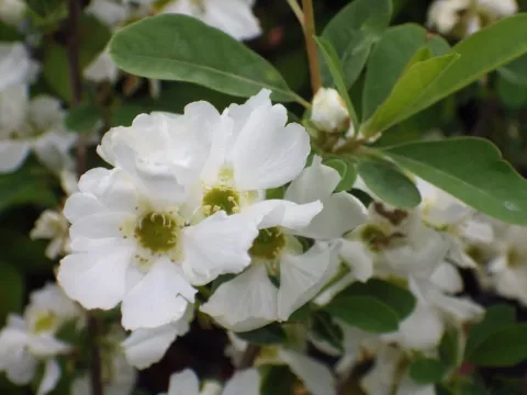 Exochorda racemosa 'Niagara'®