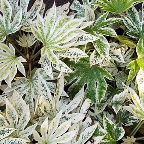 Fatsia japonica 'Spider's Web'
