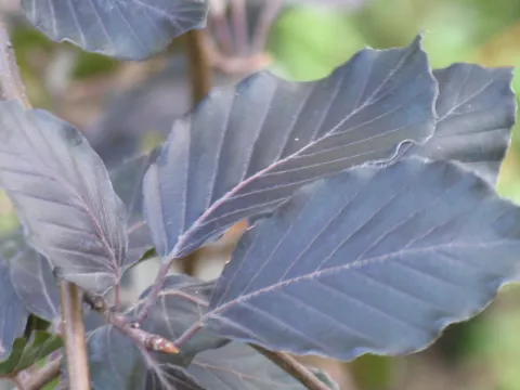 Fagus sylv. 'Dawyck Purple'