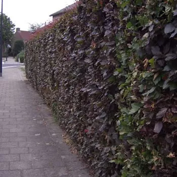 Fagus sylv. 'Atropunicea'