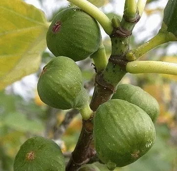 Ficus carica 'Brown Turkey' VIJG