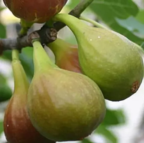 Ficus carica 'Blanca Gota de Miel' VIJG