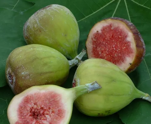 Ficus carica 'Bornholm' VIJG