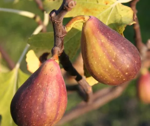Ficus carica 'Gustis® Twotimer®' VIJG