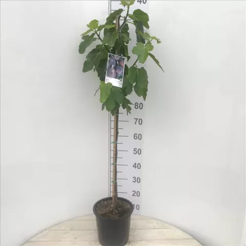 Ficus carica 'Napolitana' VIJG