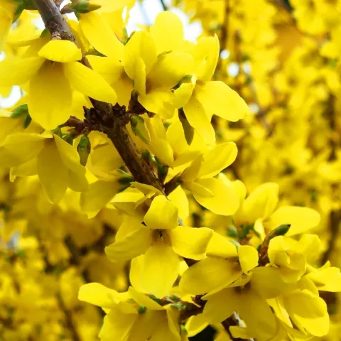 Forsythia interm. 'Nimbus'