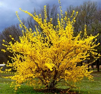 Forsythia interm. 'Weekend'
