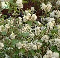Fothergilla major