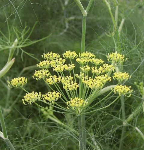 VENKEL Foeniculum vulgare