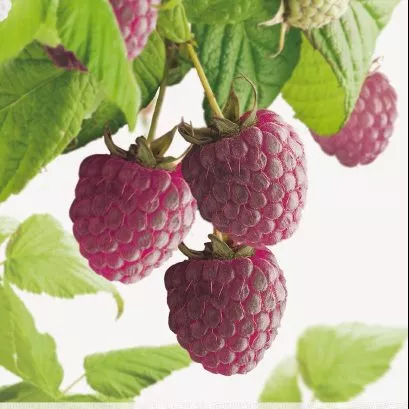 Framboos 'Autumn Passion' PAARSE HERFSTFRAMBOOS