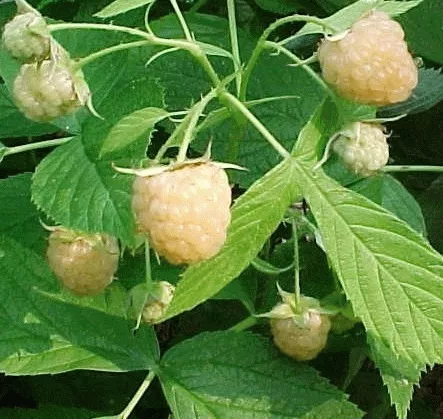 Framboos 'Fallgold' GELE HERFSTFRAMBOOS