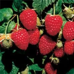 Framboos 'Himbo Top' HERFSTFRAMBOOS