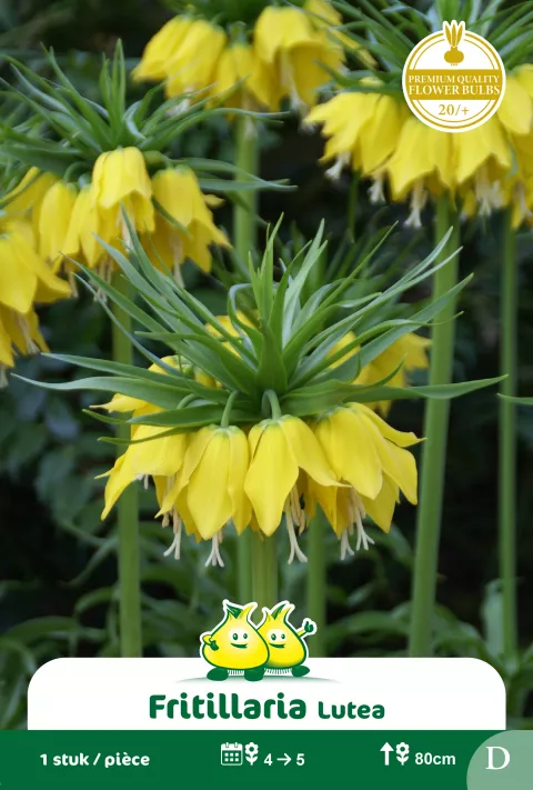 Fritillaria 'Lutea'
