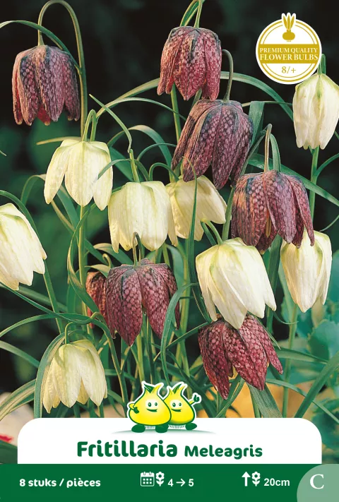 Fritularia meleagris