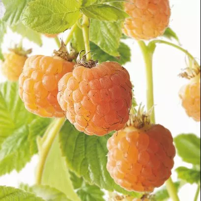 Framboos 'Solu Yellow' HERFSTFRAMBOOS