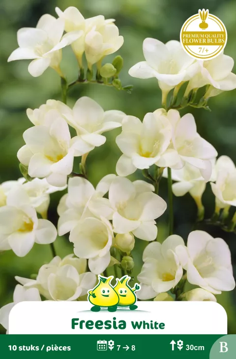 Freesia Wit 