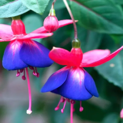 Fuchsia