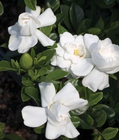 Gardenia 'Crown Jewel'®