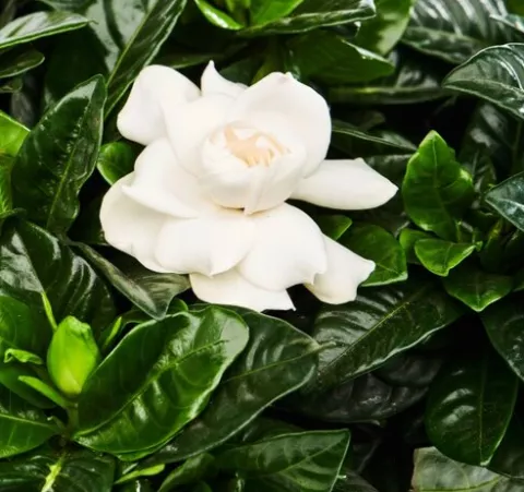 Gardenia jasm. 'Kleim's Hardy'