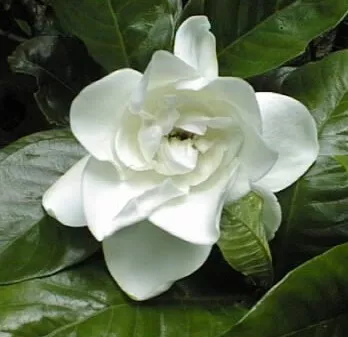 Gardenia jasminoides 'Grandiflora'