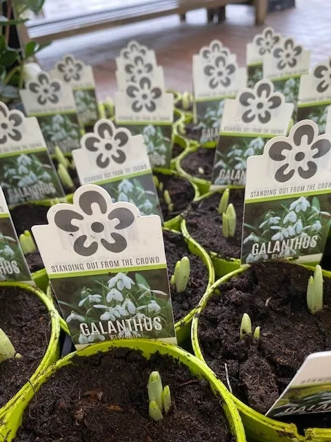 Galanthus SNEEUWKLOKJE