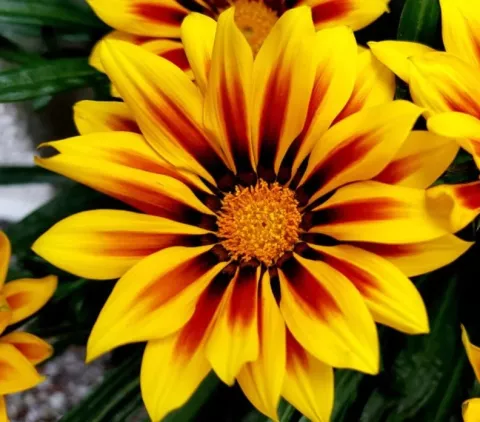 Gazania