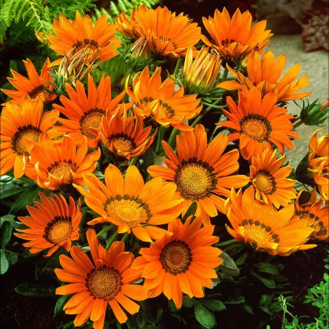 Gazania