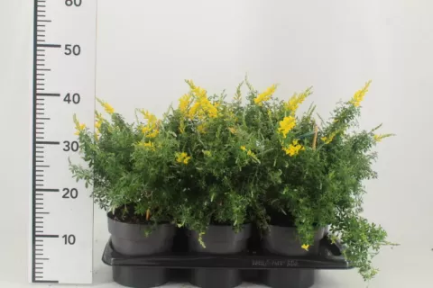 Genista hispanica