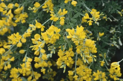 Genista spachiana