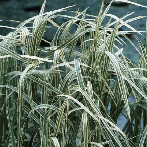 Glyceria max. 'Variegata'