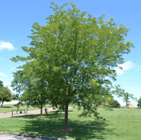 Gleditsia triac. 'Skyline'