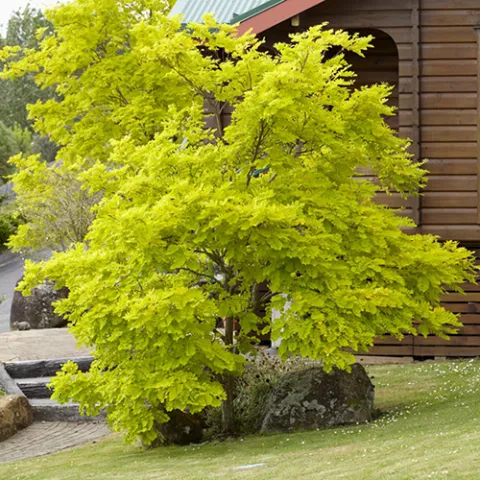 Gleditsia triac. 'Sunburst'