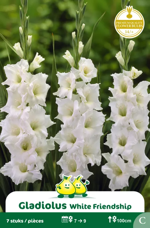 Gladiolus White Friendship