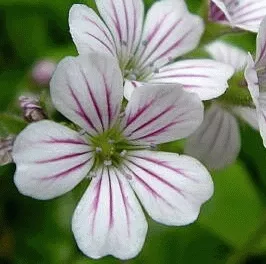 Gypsophila cerastoides