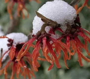 Hamamelis interm. 'Feuerzauber'