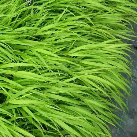 Hakonechloa macra