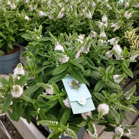 Hebe addenda ® (in soorten) met bloei