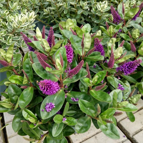 Hebe addenda ® (in soorten) met bloei