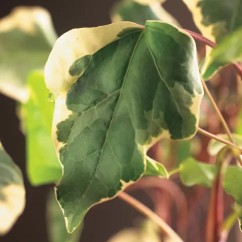 Hedera 'Gloire de Marengo'