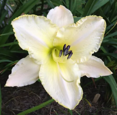 Hemerocallis 'Arctic Snow'