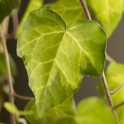 Hedera c. 'Sulphur Heart'