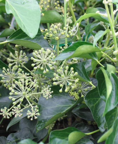 Hedera helix 'Arborescens'