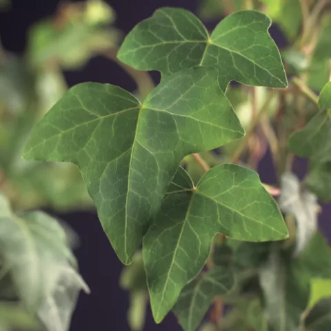 Hedera helix