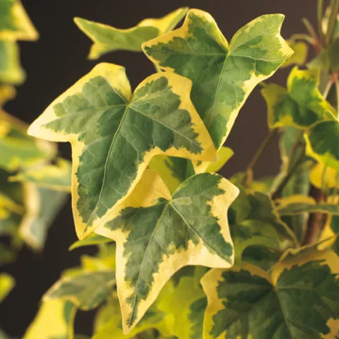 Hedera h. 'Goldchild'