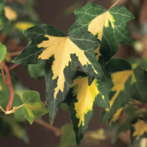 Hedera h. 'Goldheart'