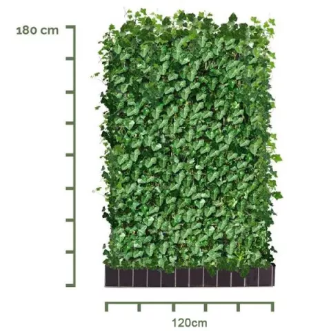 Hedera hibernica READY-HEDGE