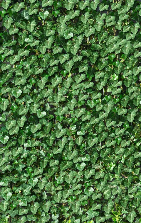 Hedera hibernica READY-HEDGE