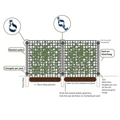 Hedera hibernica READY-HEDGE
